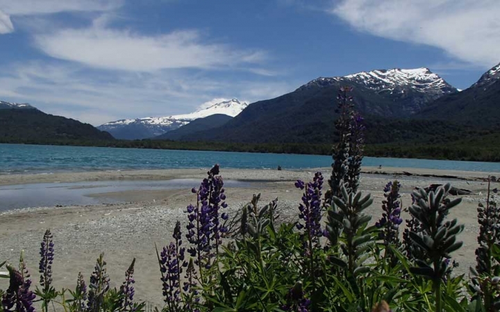 In the foreground, purple flowers jut upwards over a sandy beach. Beyond the beach is a blue body of water, framed by snow-capped mountains. 